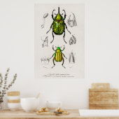 Vintage Beetle Illustration Poster (Keuken)