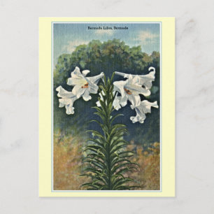 Vintage Bermuda Lilies, Bermuda Briefkaart