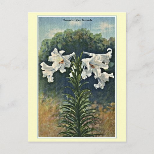 Vintage Bermuda Lilies, Bermuda Briefkaart (Voorkant)