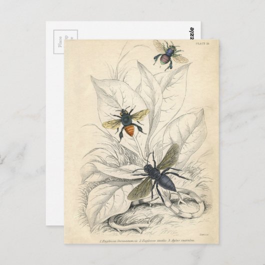 Vintage Bijen Briefkaart (Voorkant / Achterkant)