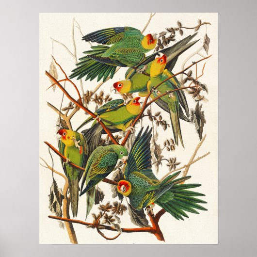 Vintage Bird Poster Wall Art - Carolina Parrot (Voorkant)
