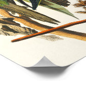 Vintage Bird Poster Wall Art - Carolina Parrot (Hoek)