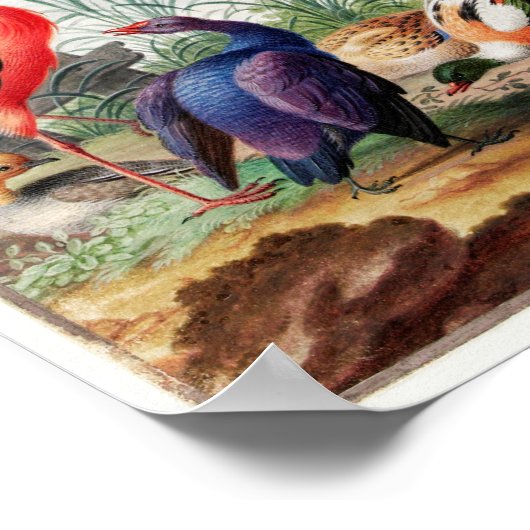 Vintage Birds Illustration Poster (Hoek)