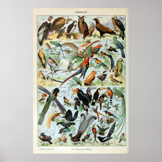 Vintage Birds of the World Poster (Voorkant)