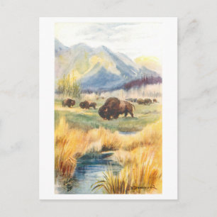 Vintage bizons bij Banff, Canadese Rockies Briefkaart