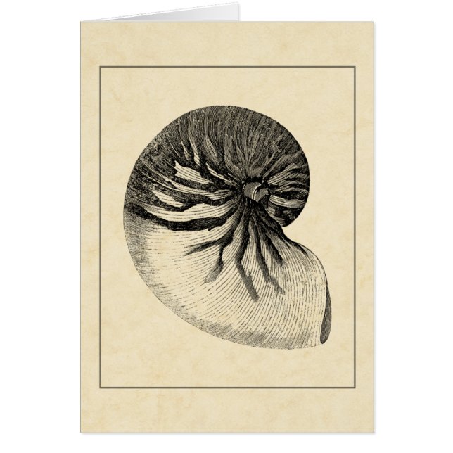 Vintage Black and White Conch Shell (Voorkant)