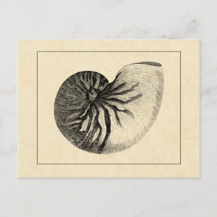 Vintage Black and White Conch Shell Briefkaart
