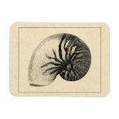 Vintage Black and White Conch Shell Magneet (Horizontaal)