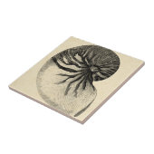 Vintage Black and White Conch Shell Tegeltje (Zijkant)