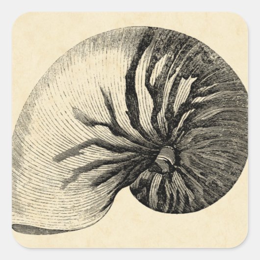 Vintage Black and White Conch Shell Vierkante Sticker (Voorkant)