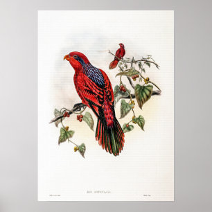 Vintage Blau gestreepte Lory door John Gould Poster