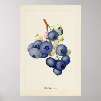 Vintage Blauwe Bosbessen Botanische Kunstprint Pos Poster