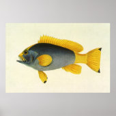Vintage blauwe en gele zeebaars, zeeleven poster (Voorkant)
