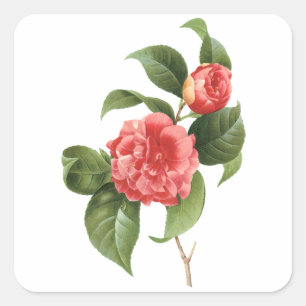 Vintage bloem, roze camellia bloemen door Redoute Vierkante Sticker