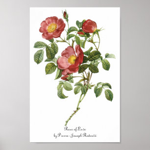 Vintage Bloemen Bloem Rode Roos van de Liefde door Poster