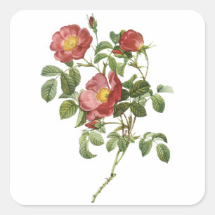 Vintage Bloemen Bloem Rode Roos van de Liefde door Vierkante Sticker