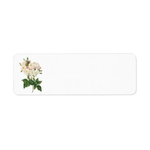 Vintage Bloemen Bloemige Blush Noisette Roos Redou Etiket