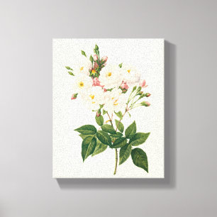 Vintage Bloemen Blozende Roze Noisette Roos Redout Canvas Afdruk