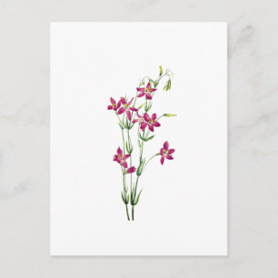 Vintage Bloemen - Centaurium door Mary Vaux Walcot Briefkaart