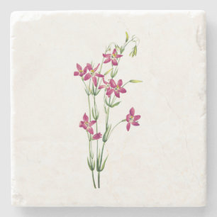 Vintage Bloemen - Centaurium door Mary Vaux Walcot Stenen Onderzetter