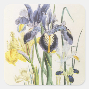Vintage bloemrijke botanische afbeeldingen van tui vierkante sticker