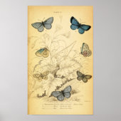 Vintage Blue Butterflies Poster (Voorkant)