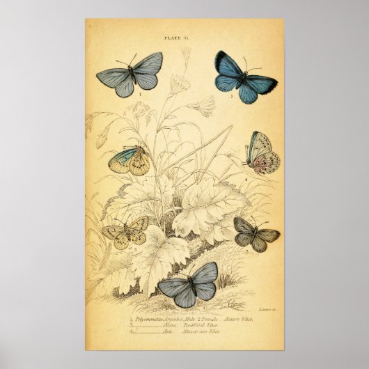 Vintage Blue Butterflies Poster (Voorkant)