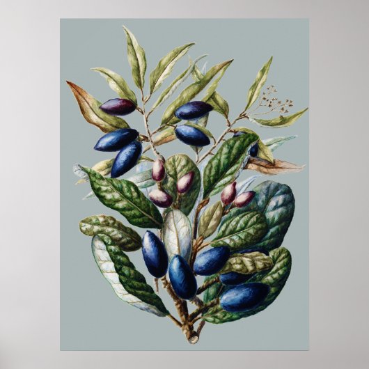 Vintage Blue Fruit Botanical Sarah Featon Kunst Poster (Voorkant)