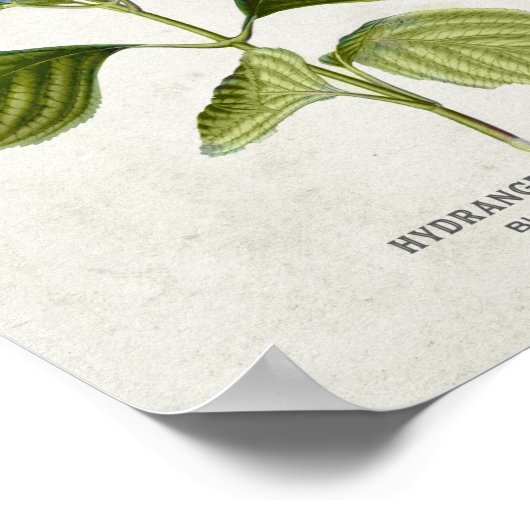 Vintage Blue Hydrangea Botanisch Poster (Hoek)