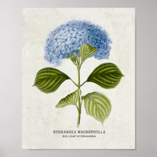 Vintage Blue Hydrangea Botanisch Poster (Voorkant)