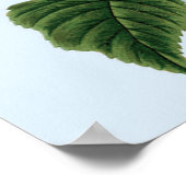 Vintage Blue Hydrangea Poster (Hoek)