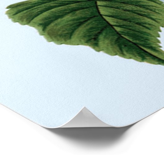 Vintage Blue Hydrangea Poster (Hoek)