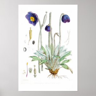 VINTAGE BOTANICAL "BLUE POPPY" REDOUTÉ POSTER