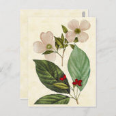 Vintage Botanical Dogwood Tree Illustration Briefkaart (Voorkant / Achterkant)