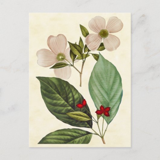 Vintage Botanical Dogwood Tree Illustration Briefkaart (Voorkant)