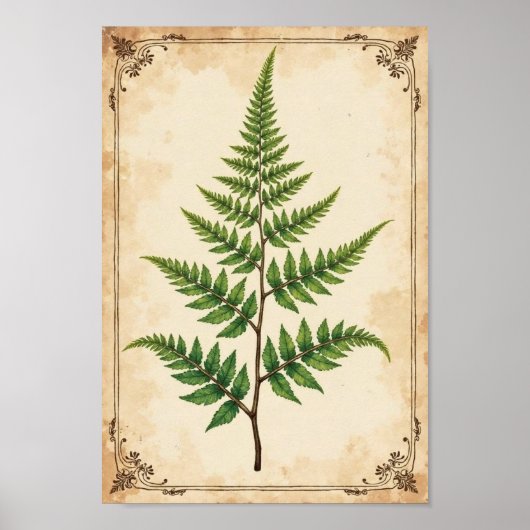 Vintage Botanical Fern Study Art Poster (Voorkant)