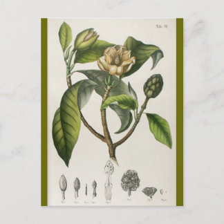 Vintage Botanical Flower Illustration Briefkaart