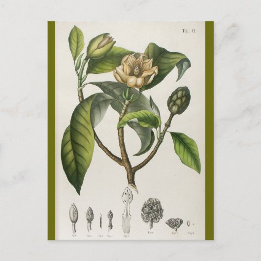 Vintage Botanical Flower Illustration Briefkaart (Voorkant)