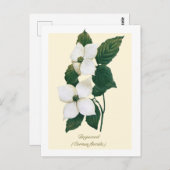 Vintage Botanical Flowering Dogwood  Briefkaart (Voorkant / Achterkant)