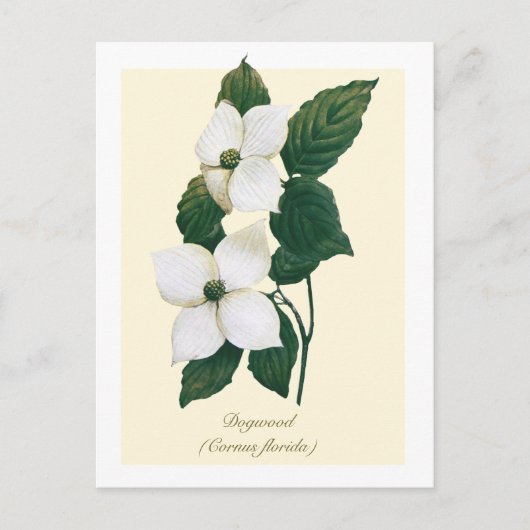 Vintage Botanical Flowering Dogwood  Briefkaart (Voorkant)