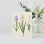 Vintage Botanical Hyacinths Illustration Briefkaart (Staand voorkant)