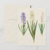 Vintage Botanical Hyacinths Illustration Briefkaart (Voorkant / Achterkant)