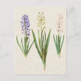 Vintage Botanical Hyacinths Illustration Briefkaart