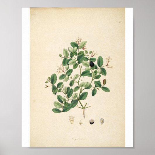 Vintage Botanical Illustration Floral Art Poster (Voorkant)