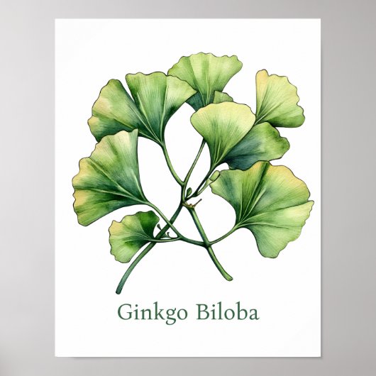 Vintage Botanical Illustration Ginkgo Poster (Voorkant)
