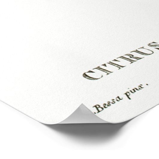 Vintage Botanical Illustration Poster (Hoek)