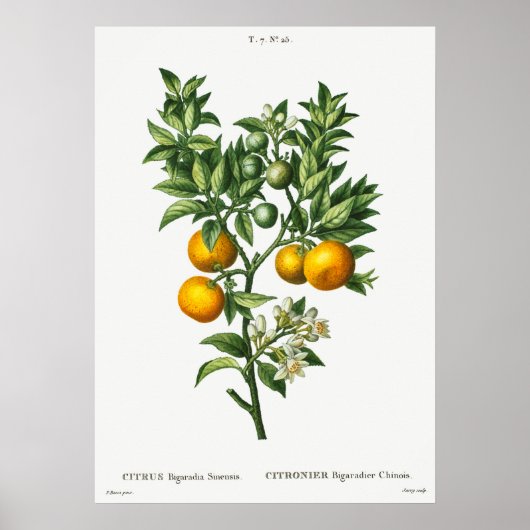 Vintage Botanical Illustration Poster (Voorkant)