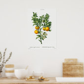 Vintage Botanical Illustration Poster (Keuken)