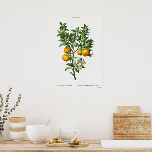 Vintage Botanical Illustration Poster (Keuken)