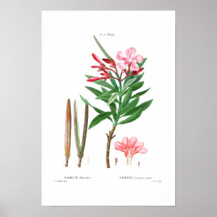 VINTAGE BOTANICAL "OLEANDER" REDOUTÉ POSTER